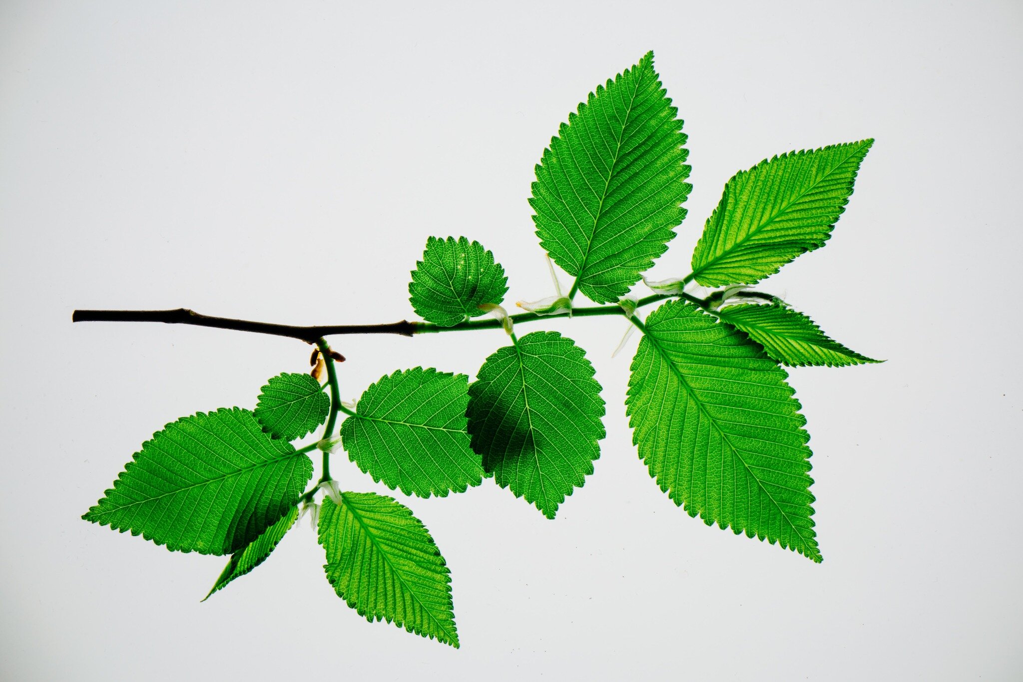 Elms were once a staple of Minnesota's tree canopy; find out how researchers at the University of Minnesota hope to bring them back.

https://www.startribune.com/elms-were-a-staple-of-minnesotas-tree-canopy-how-university-researchers-hope-to-bring-th