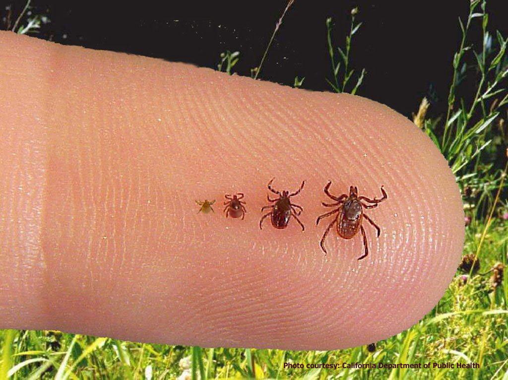 What you should know about ticks and mosquitoes