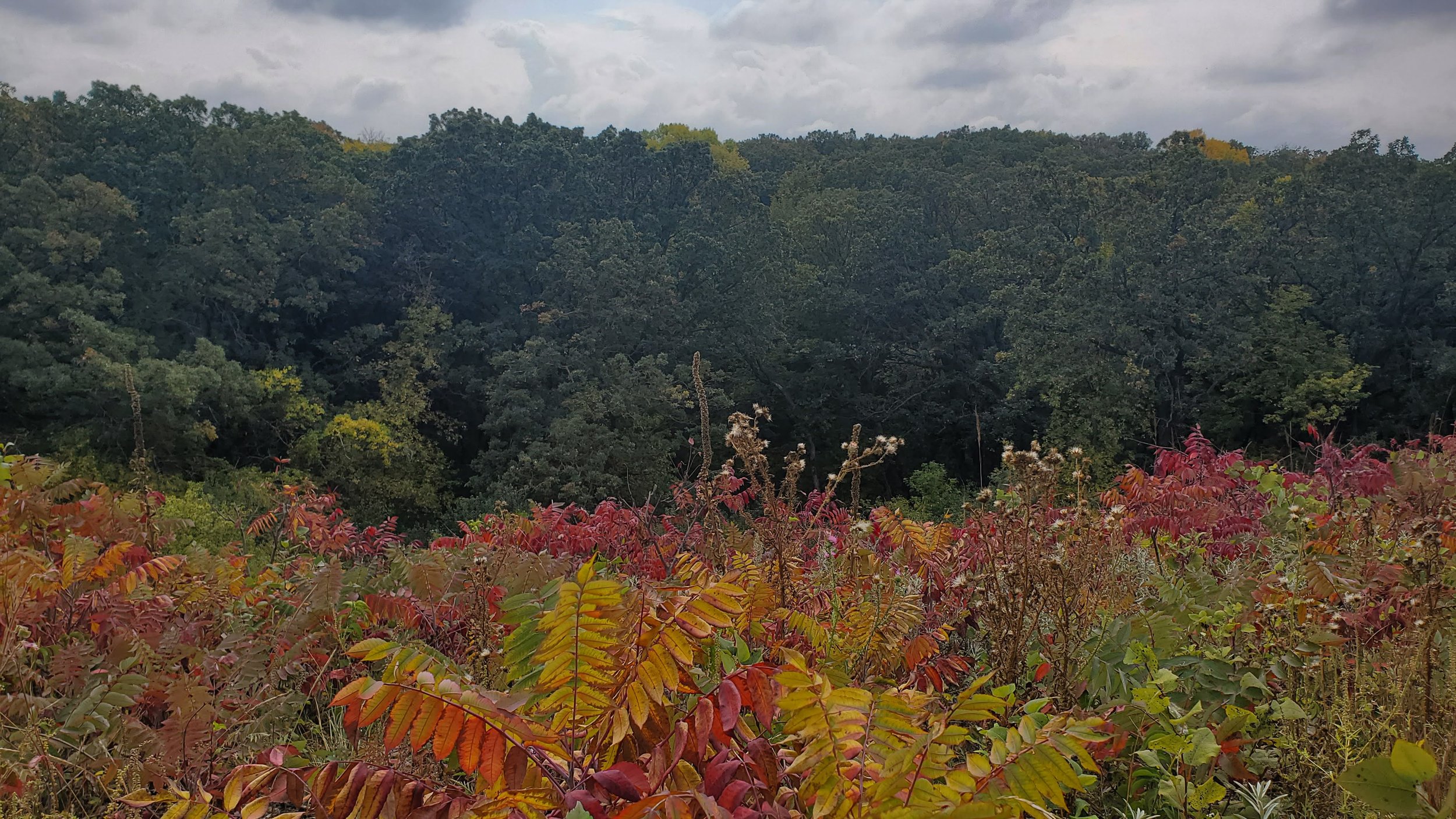 How to take action on climate change as a woodland steward