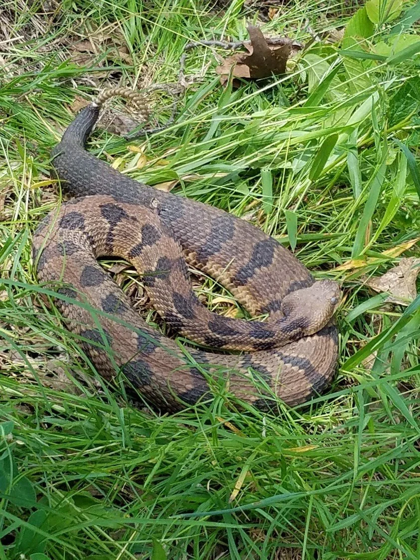 Female timber rattlesnake