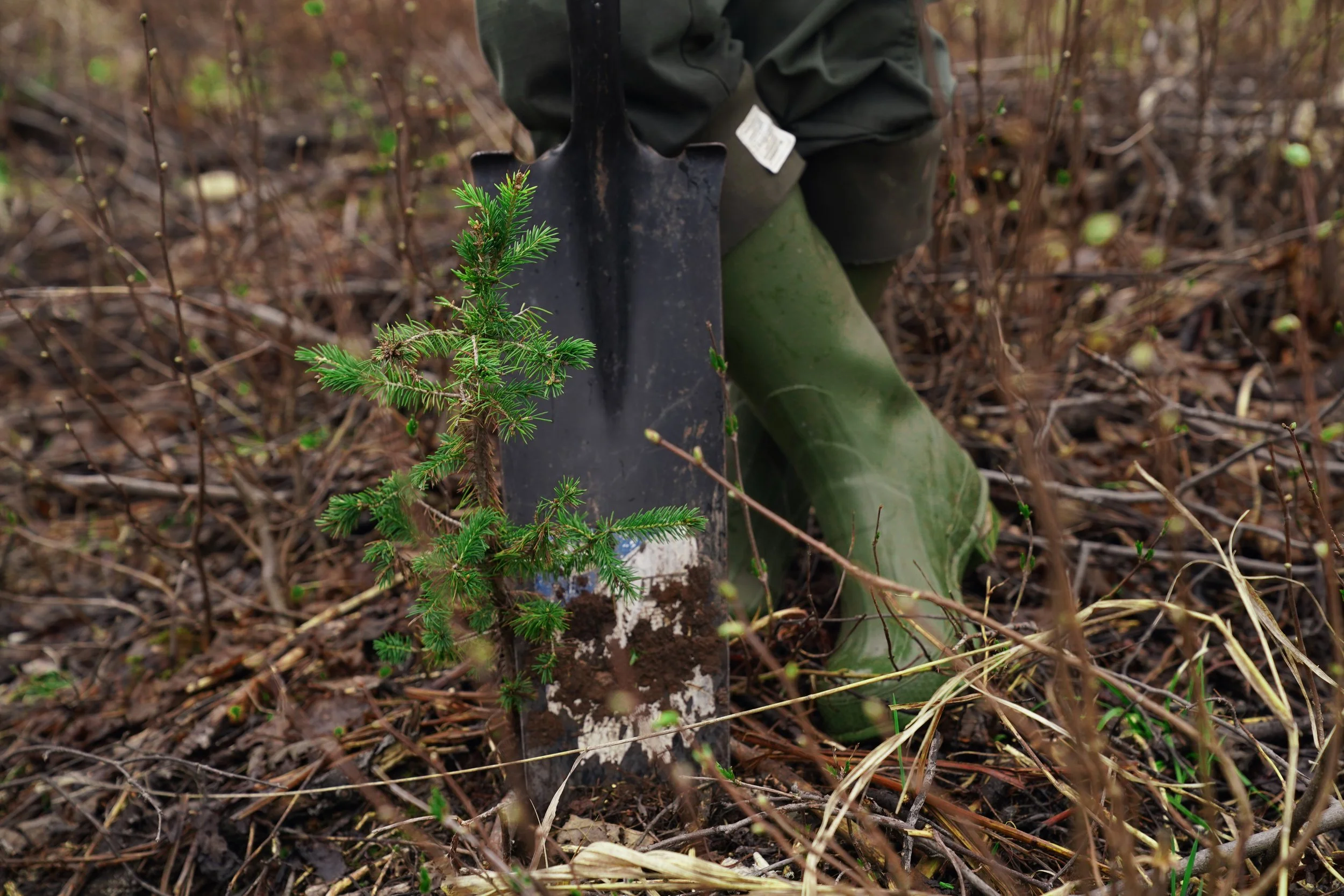 Minnesota DNR Tree Seedling Sales