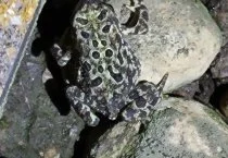 Canadian Toad