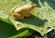 Green Frog