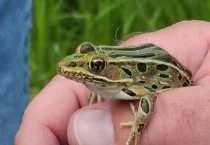Northern Leopard Frog
