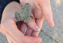 Great Plains Toad