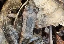 Wood Frog