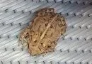 American Toad