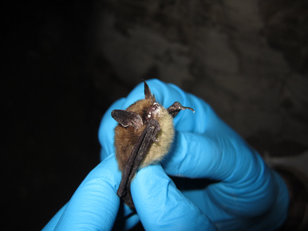 Northern Longeared Bat Image.jpg