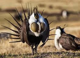 Sage Grouse Image.jpg