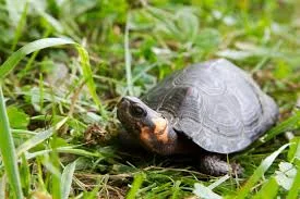 Bog Turtle Image.jpg