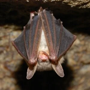 Little Brown Bat Image.jpg