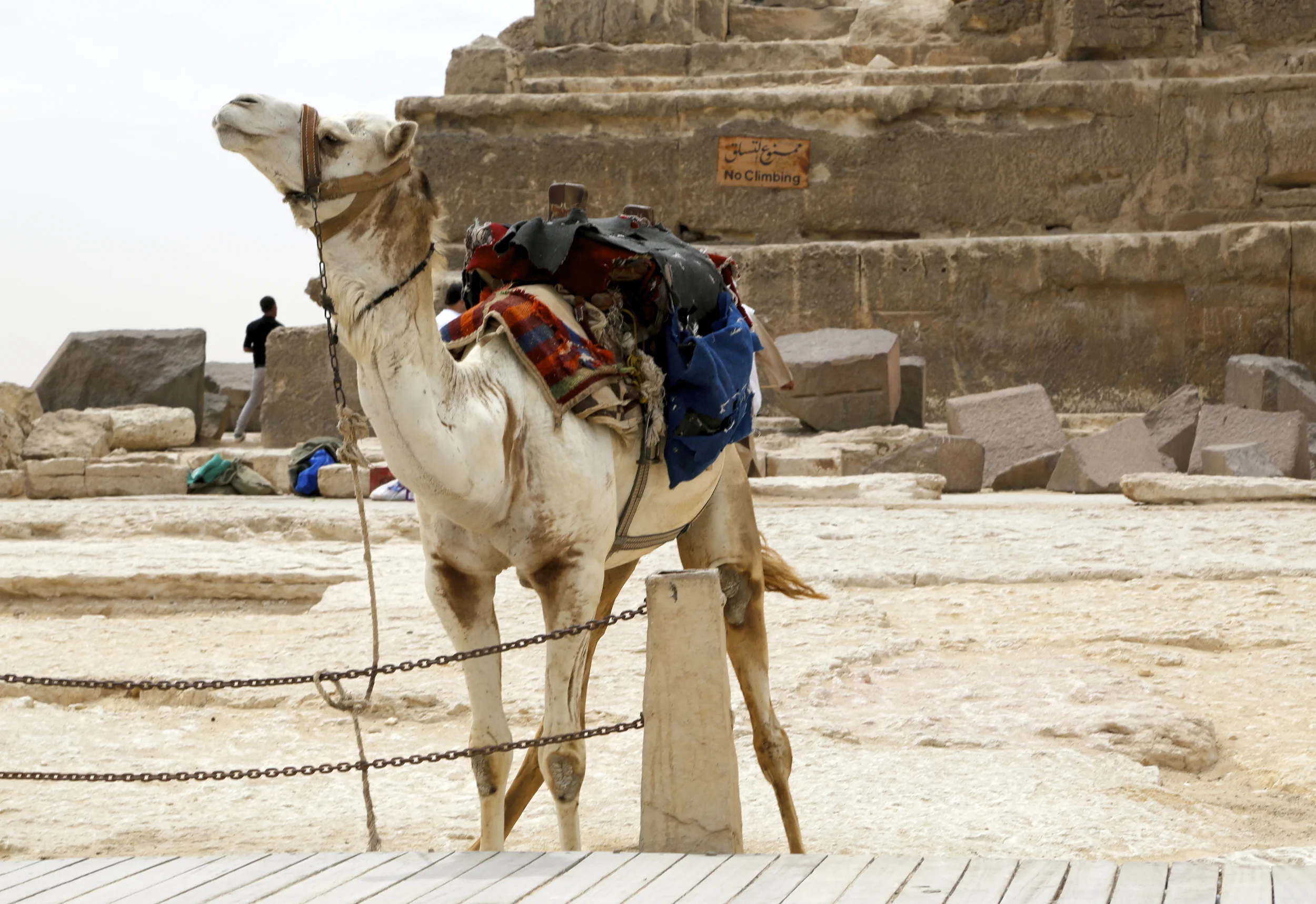  A beautiful animal on a break from work. 