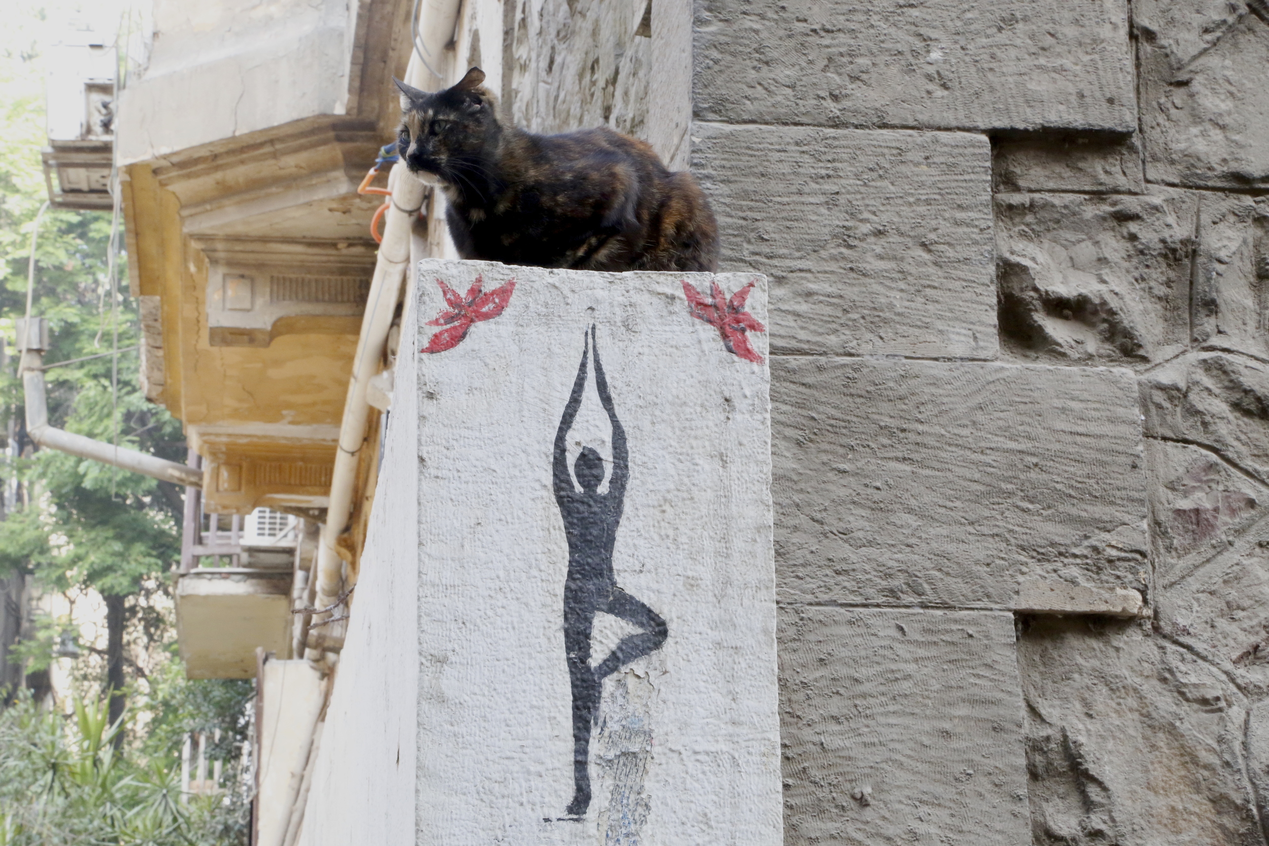  One of the many cats near artist  Mira Shihadeh's  yoga studio on Cairo's Zamalek island. 