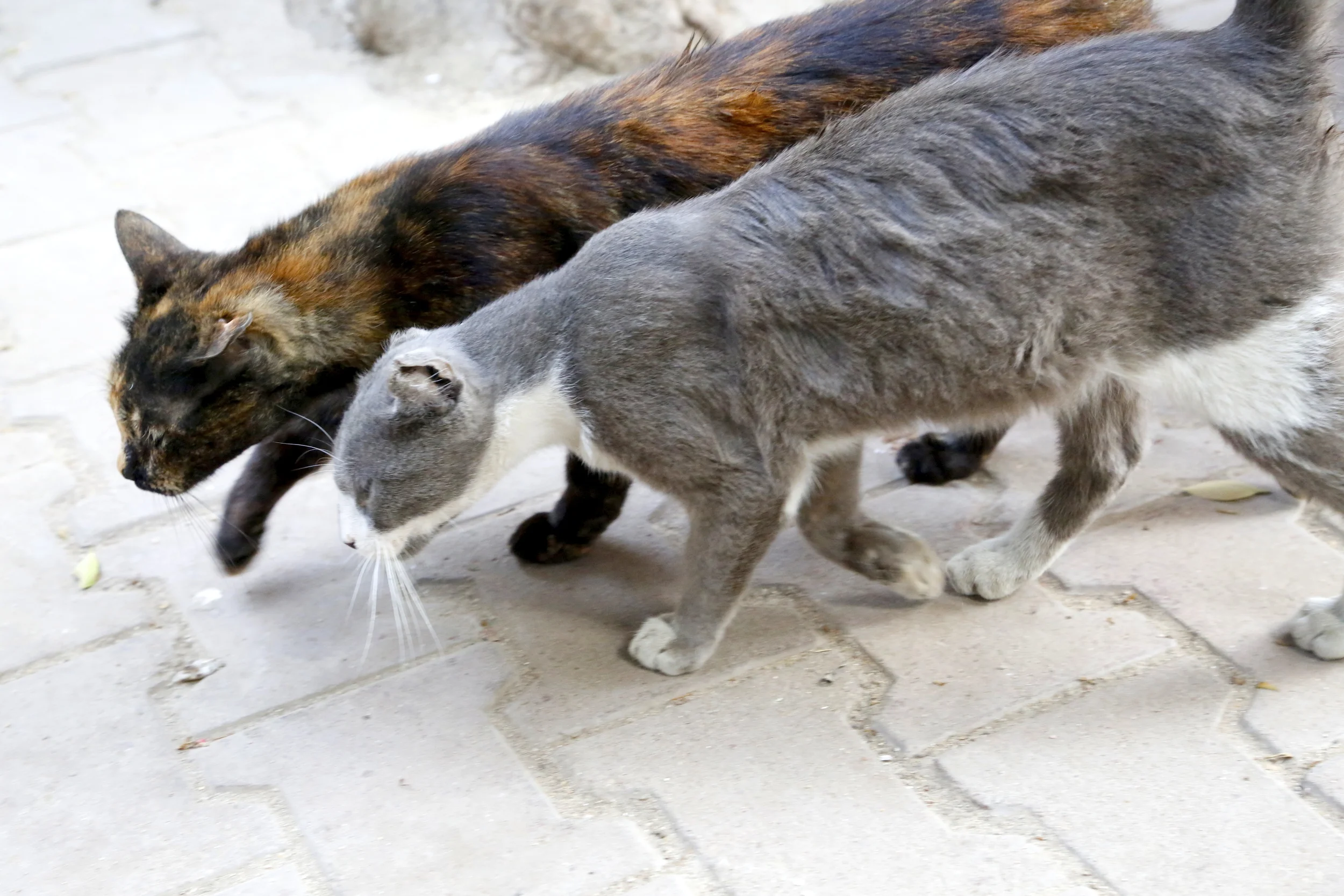  Two of the many cats near artist&nbsp; Mira Shihadeh's &nbsp;yoga studio on Cairo's Zamalek island. 
