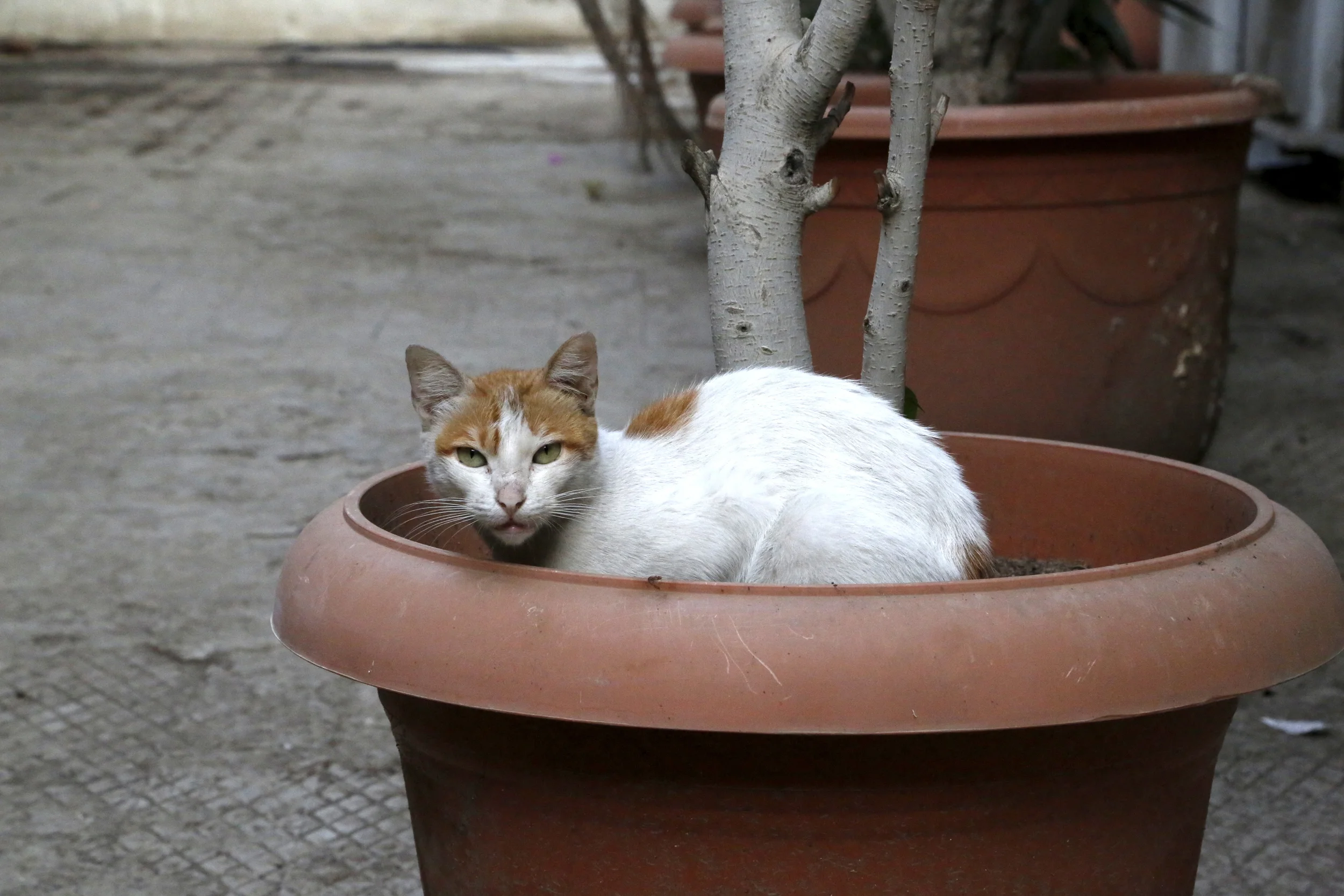  One of the many cats near artist&nbsp; Mira Shihadeh's &nbsp;yoga studio on Cairo's Zamalek island. 