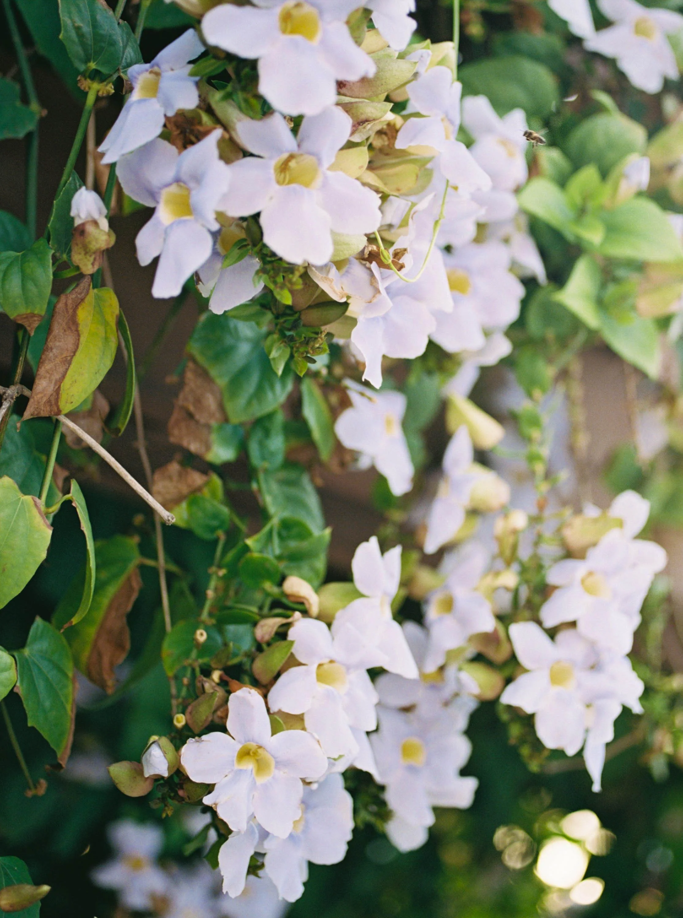 Dreams La Romana Wedding on Film.