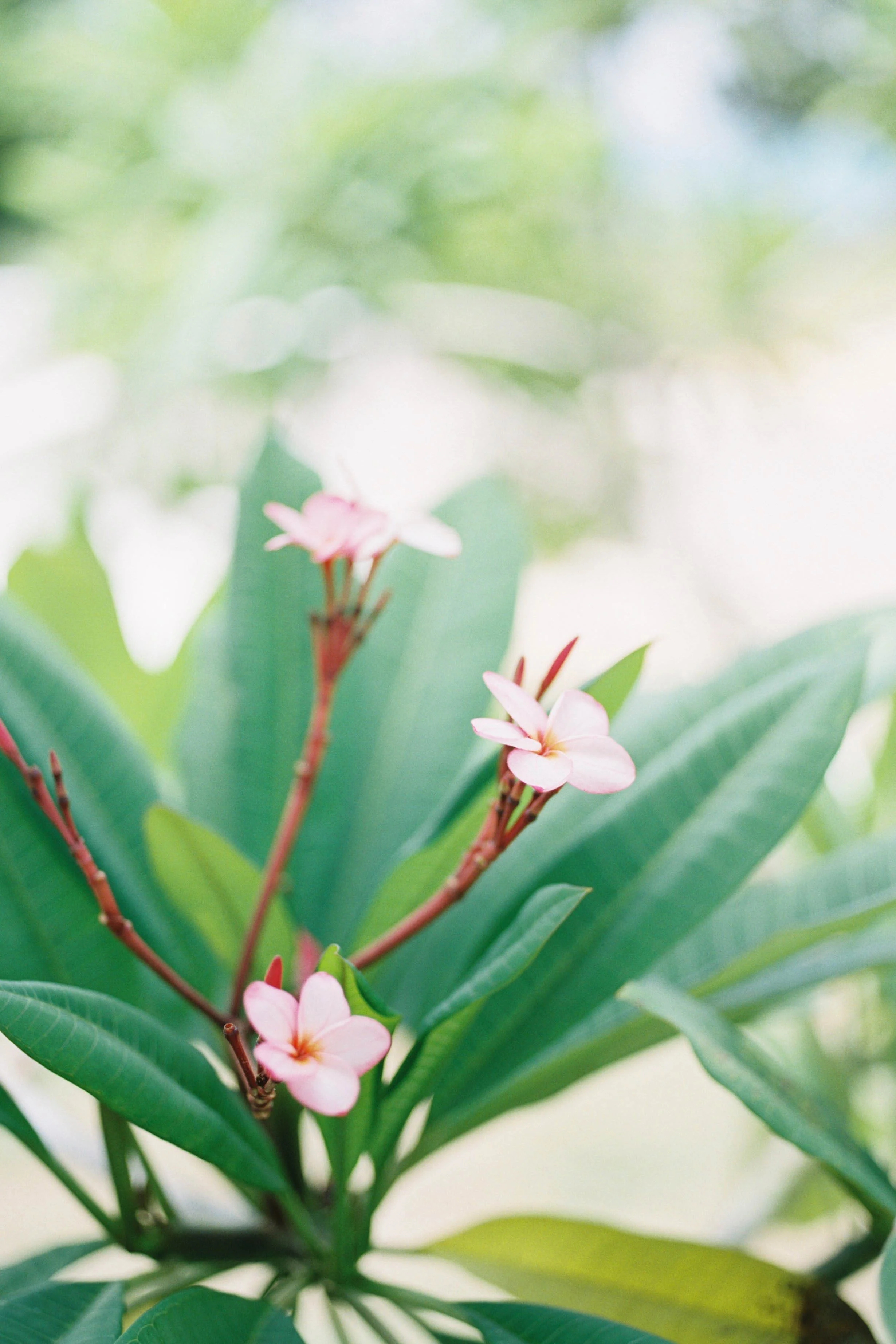 La Romana, Dominican Republic Destination Wedding. Beautiful beach wedding by a Texas destination wedding photographer. Dreams La Romana Wedding Photos on film.