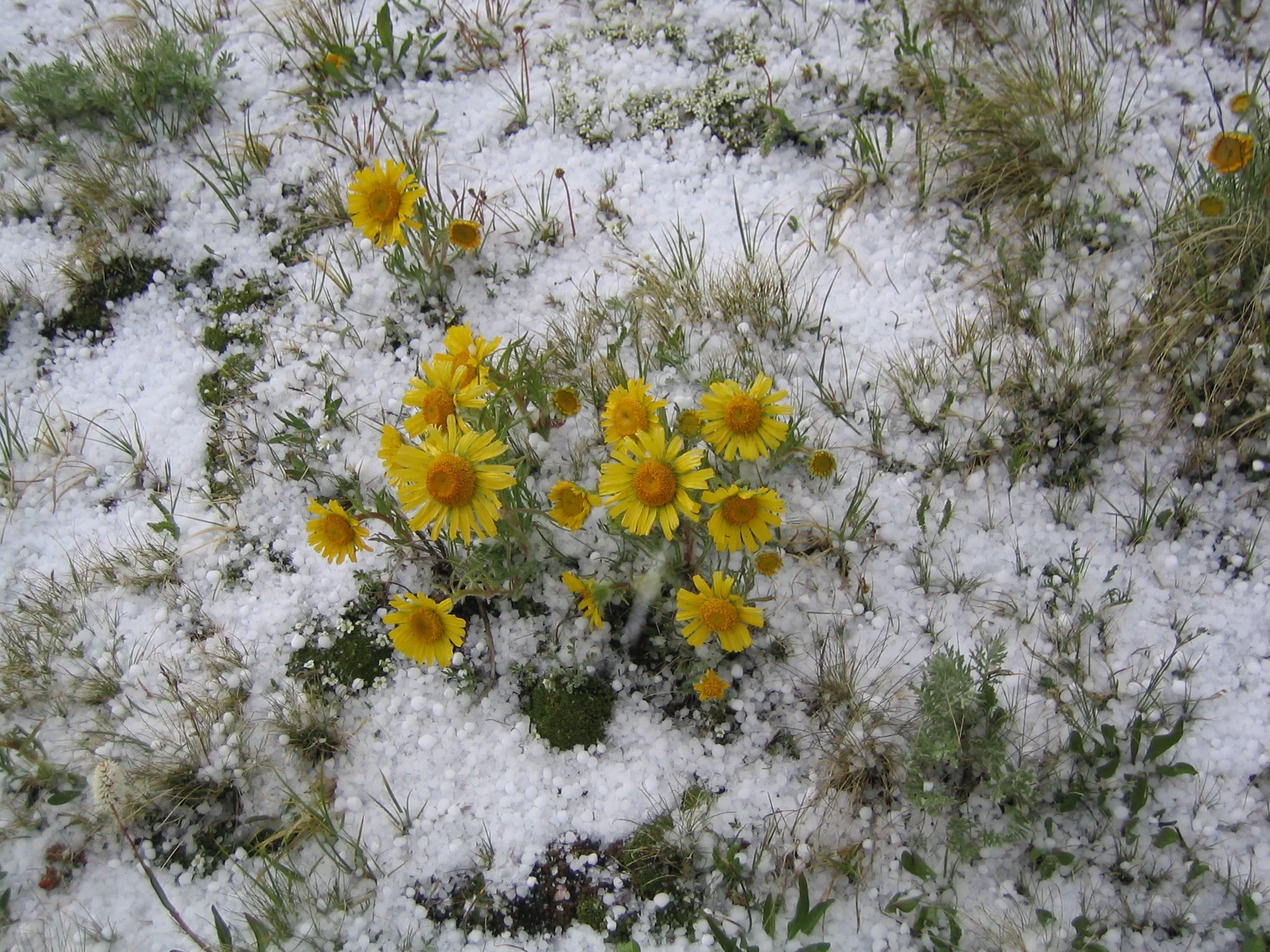 Grit + Growth Mindset to Succeed in STEM Careers