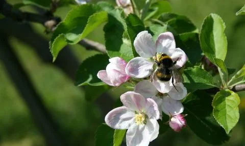 Using Icelandic Tomatoes To Teach Next Gen Science Standards – Part 2