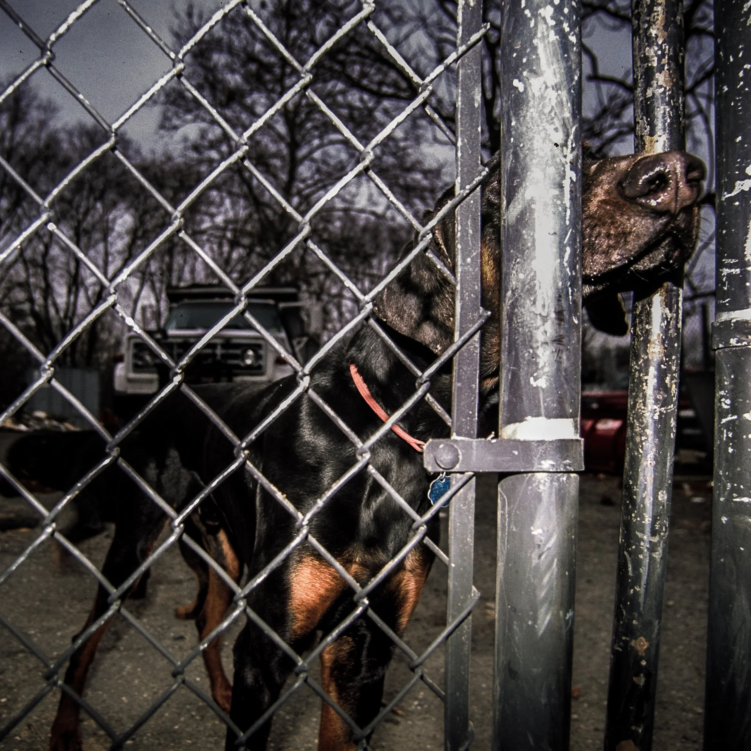 Fence&Snout.jpg
