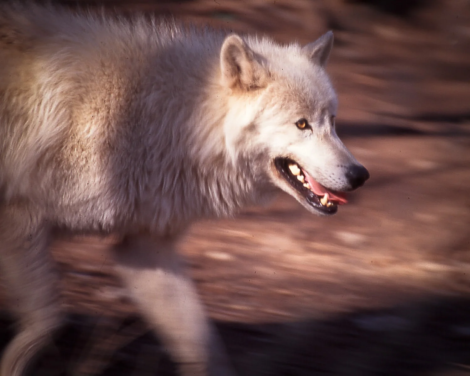 Walkin Wolf.jpg