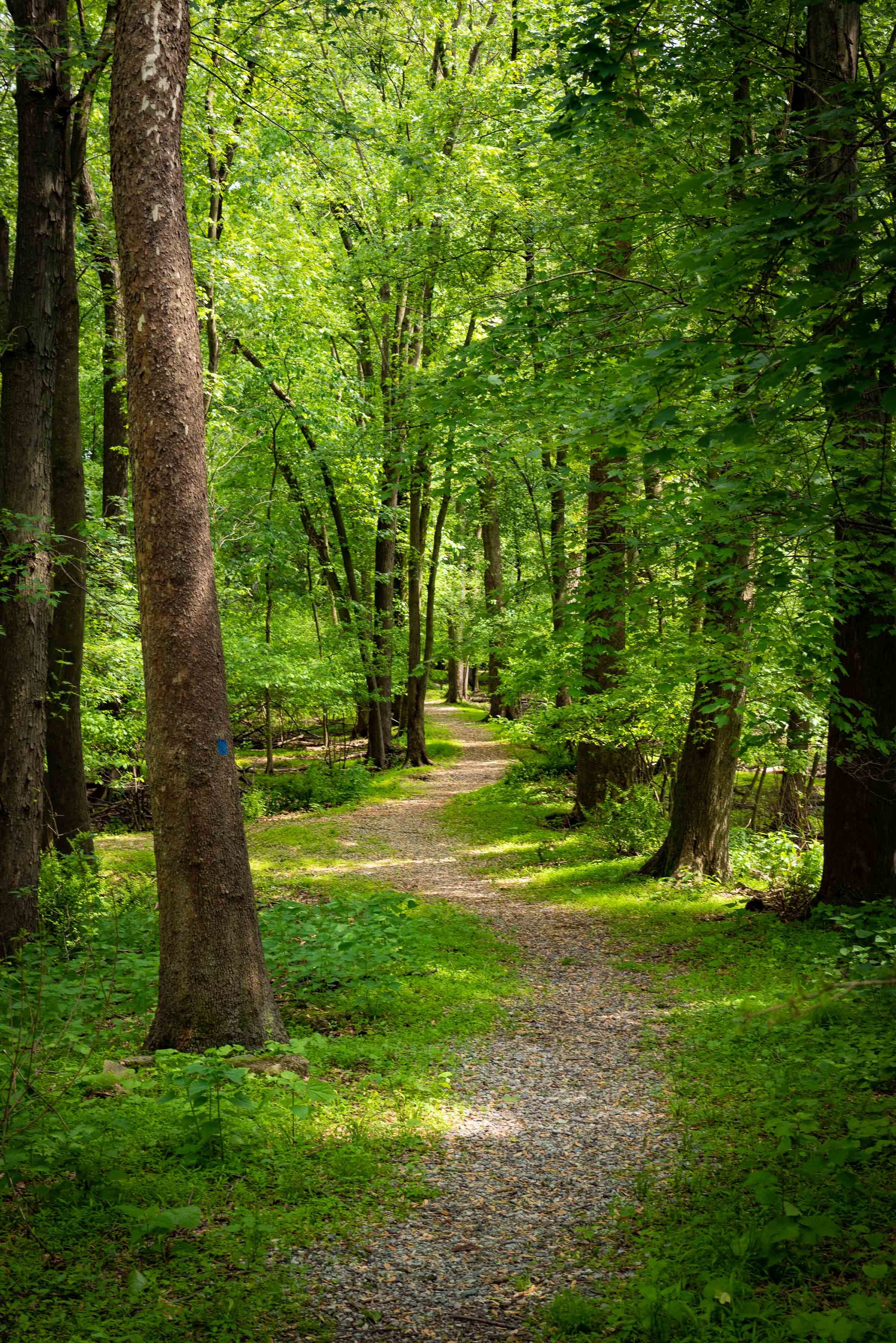 Tourism Photographer - Wooded Path
