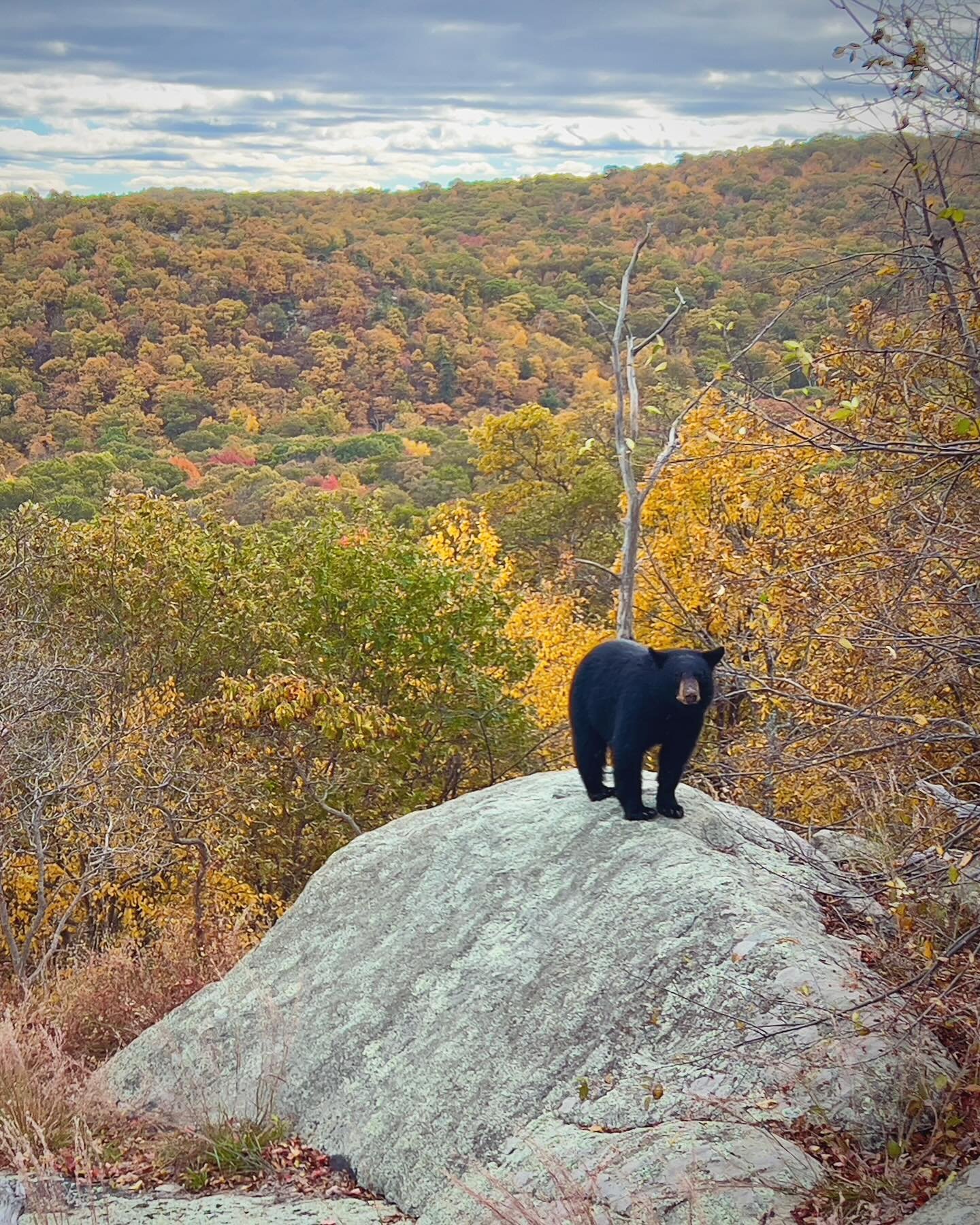 I made a new friend.
#bear #hiking #nj