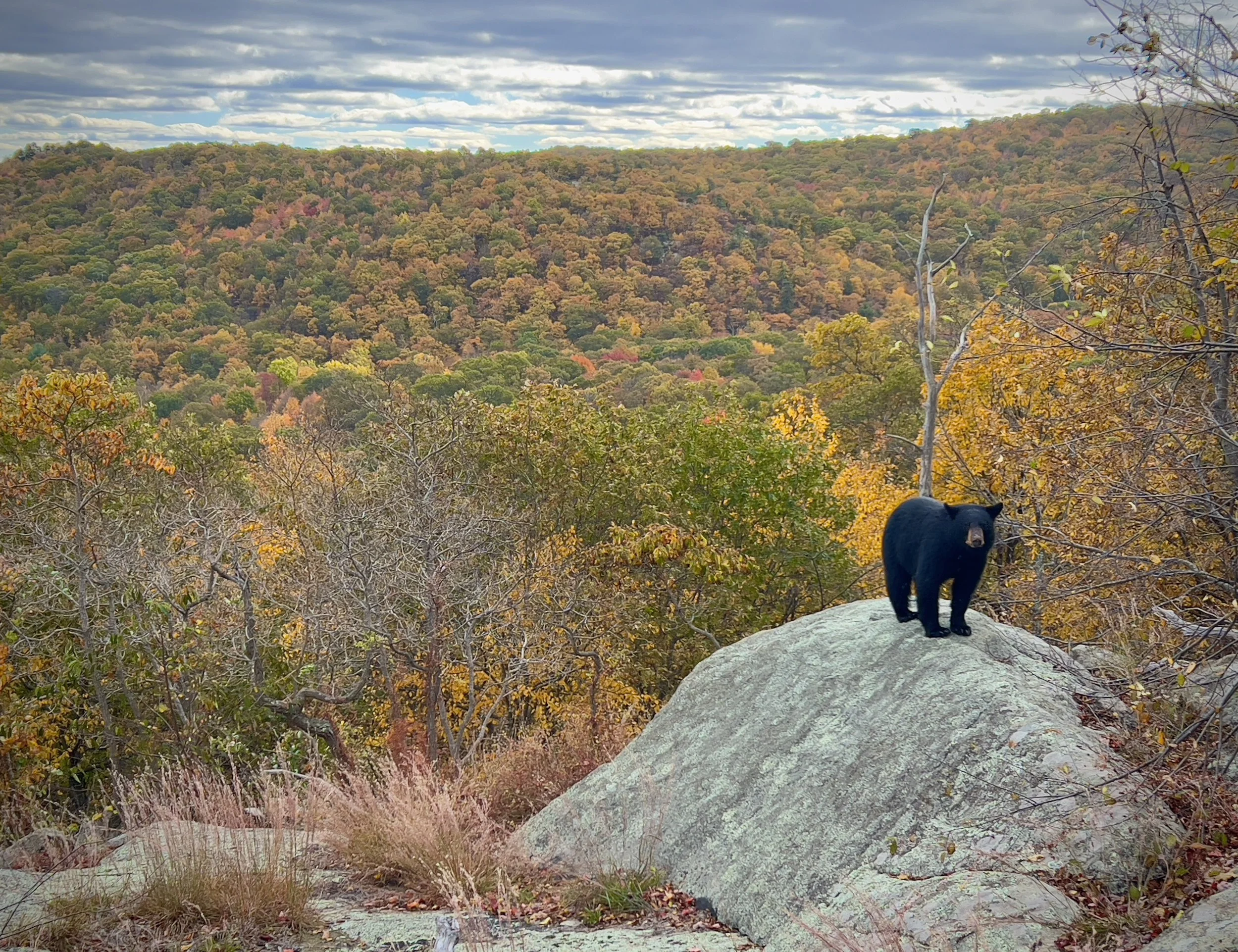 NJ Autum and Bear