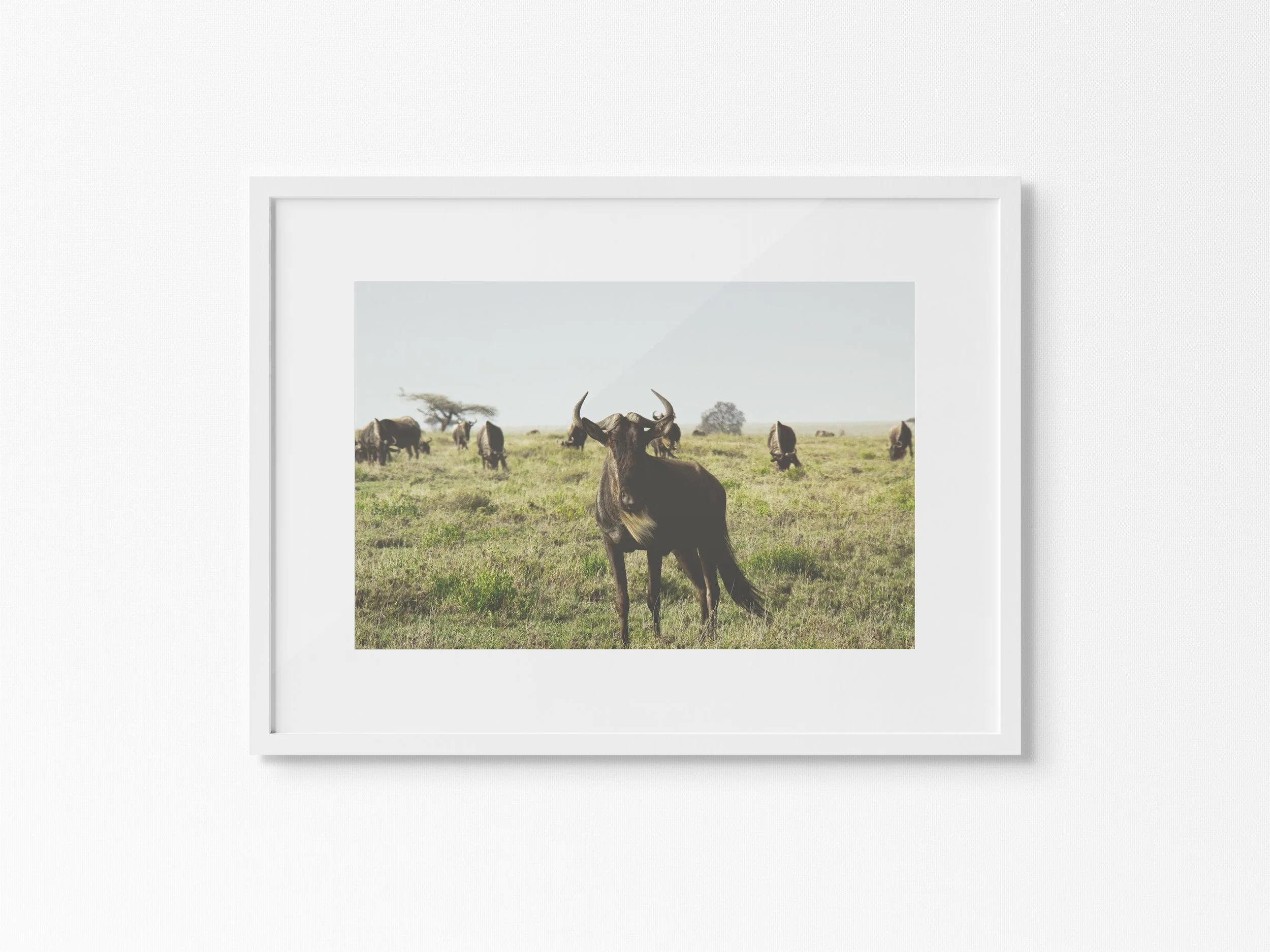 The Great Wildebeest