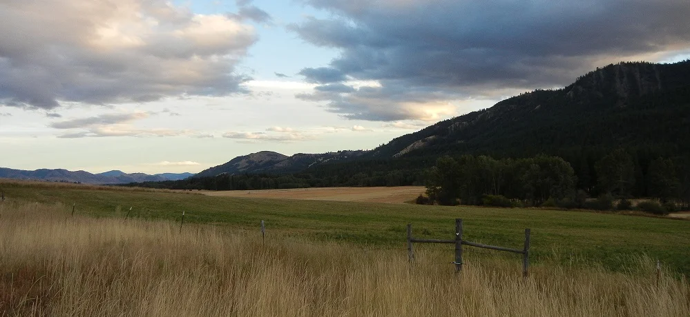 Field 1 cropped.jpg