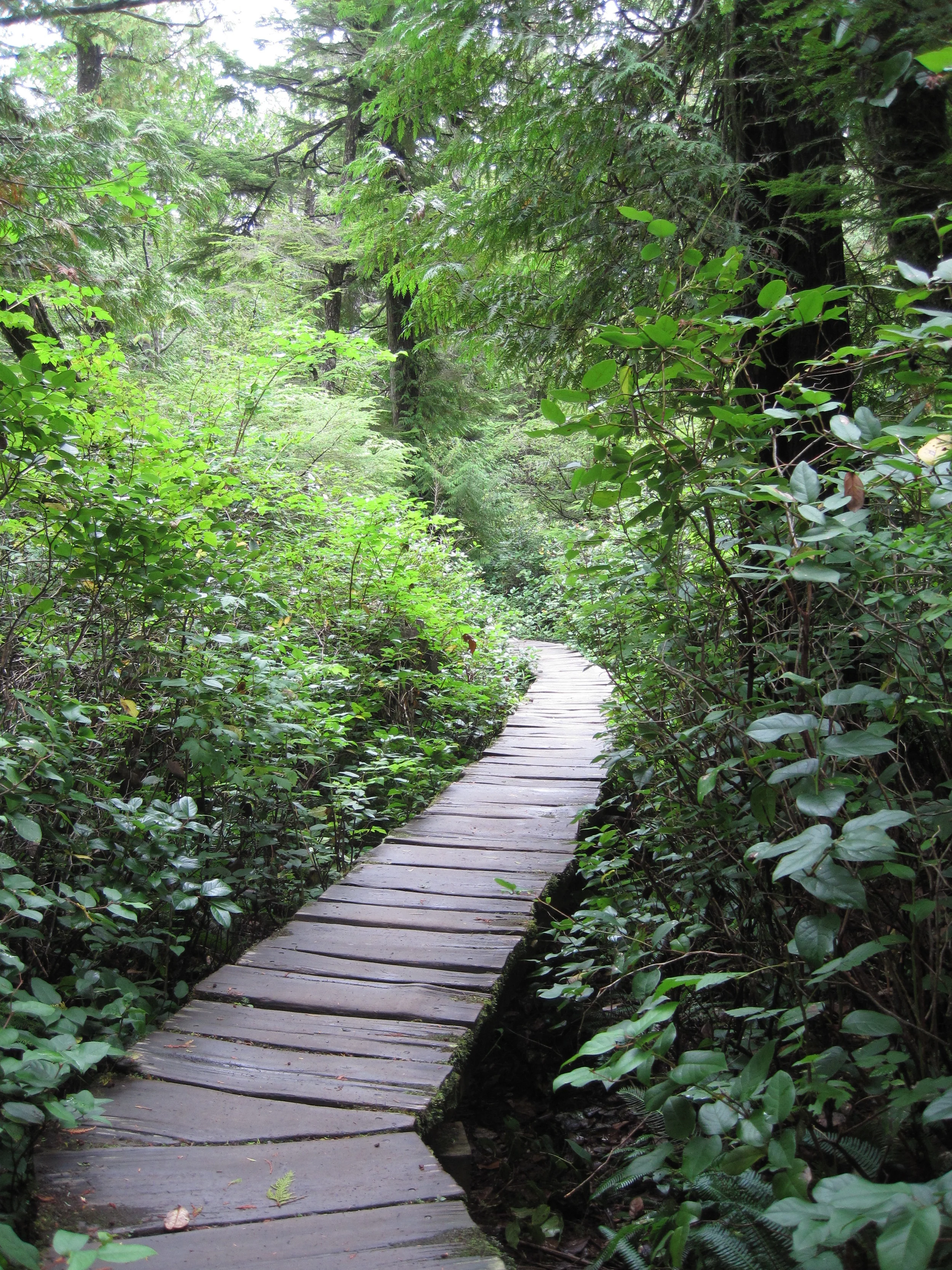 Boardwalk Through Forest.JPG