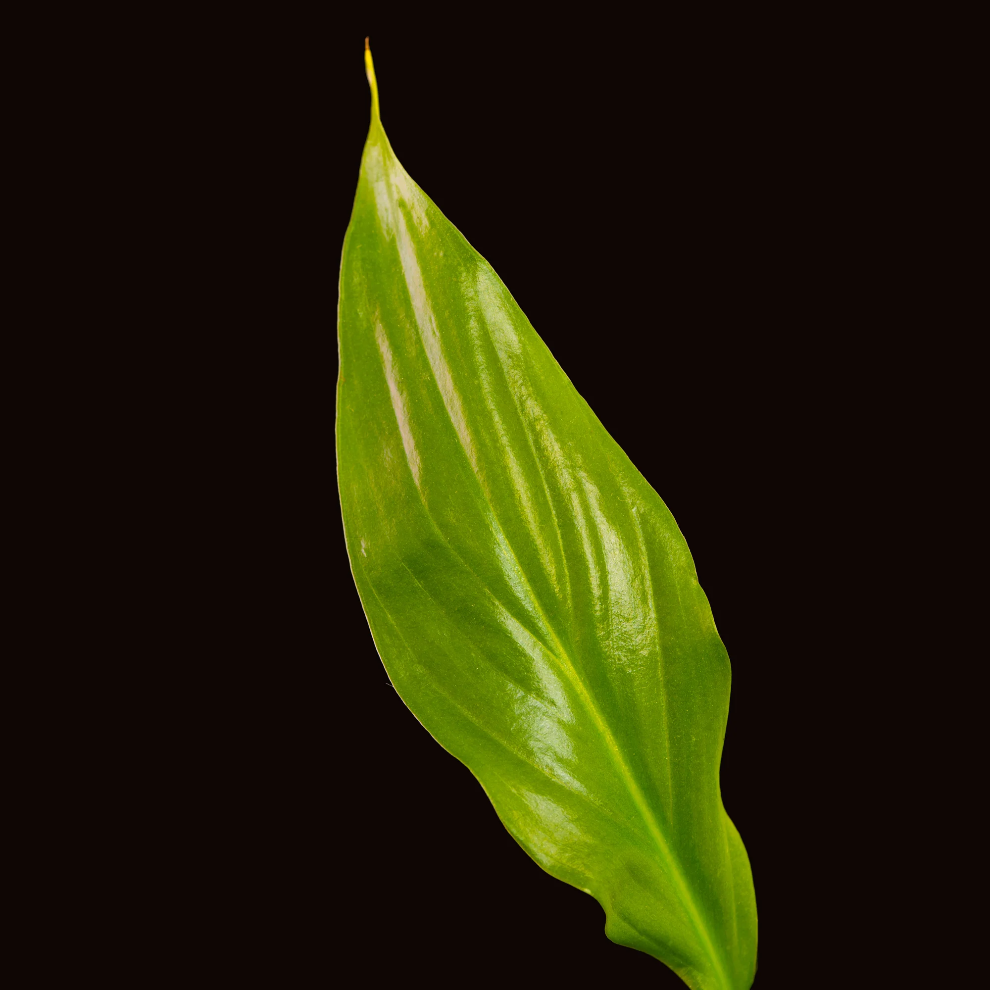 66. March
