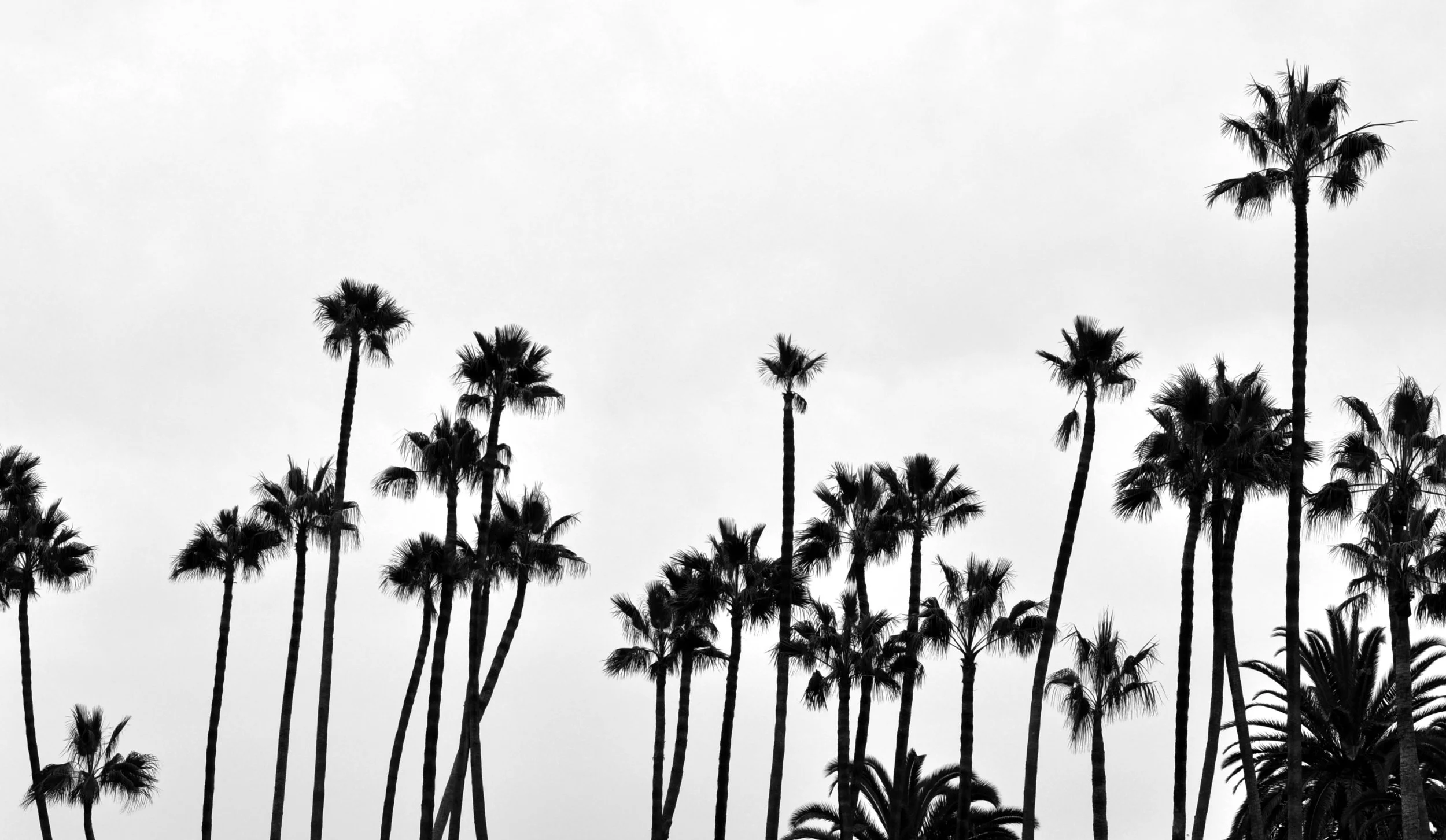 PALMS B&W.jpeg