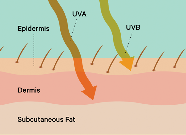 CRM_Page_40_UVA_UVB_Rays_07-15.png
