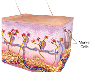merkel-cells.png