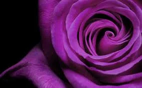 Purple Rose.jpg