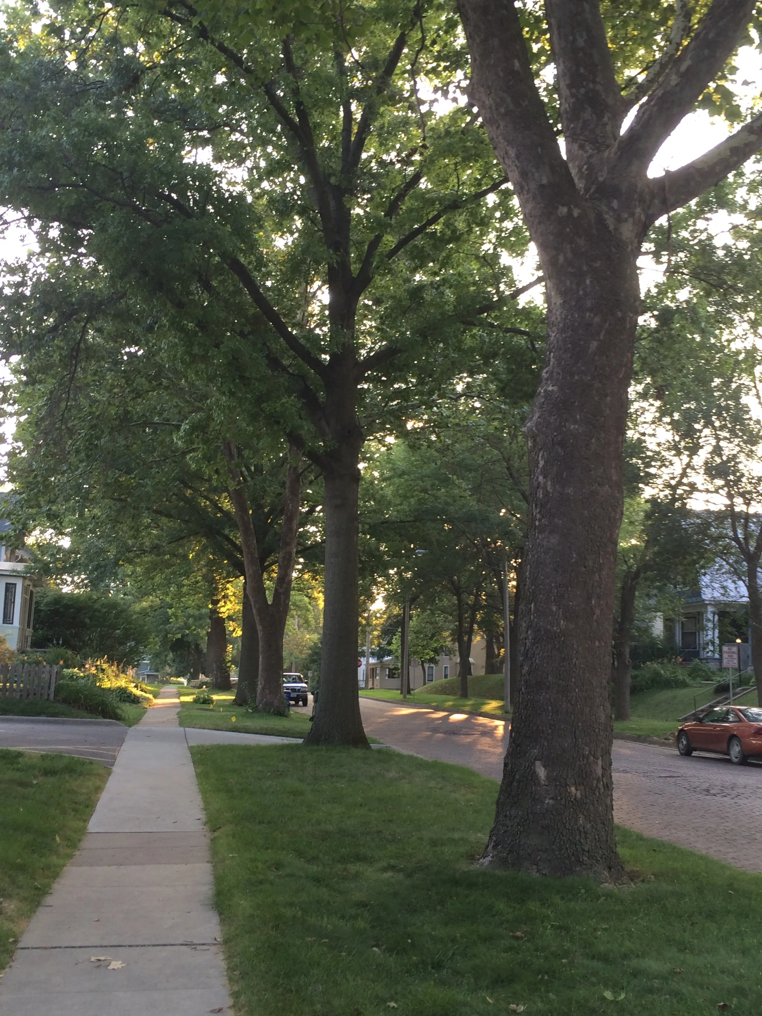Trees.jpg