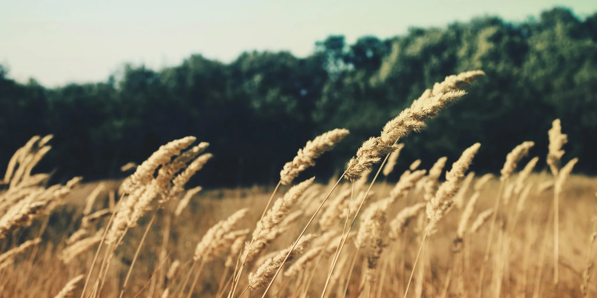 Spiritual Myth-Busters: Is God Separating the Wheat and the Tares?