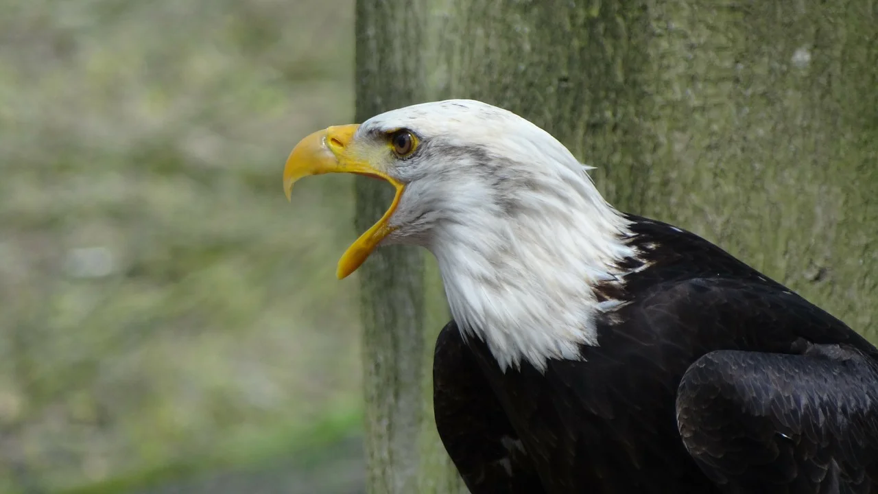 Spiritual Myth-Busters: America in Eschatology?