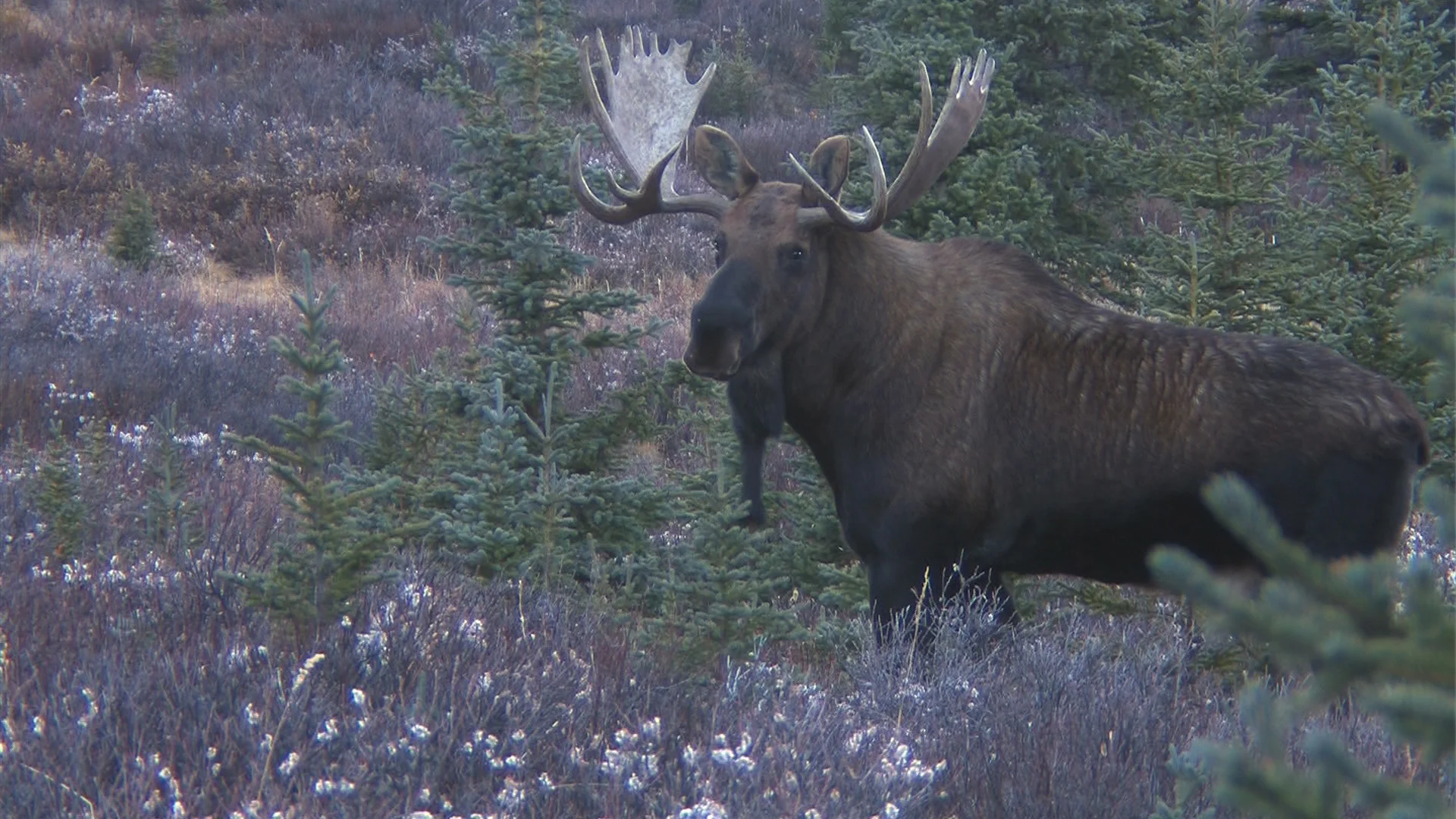 #7 Bull moose in the rut