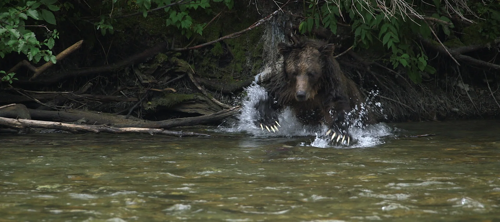 #5 Grizzly bear after salmon