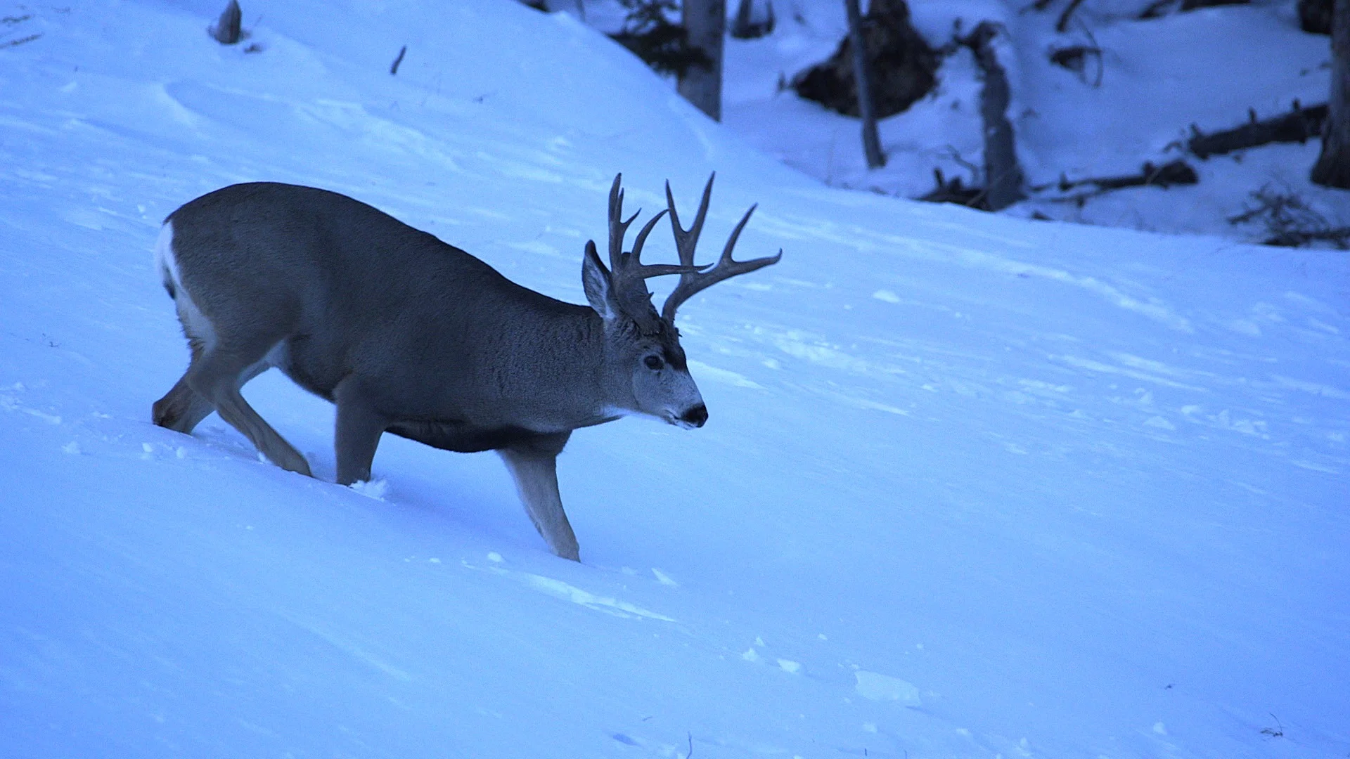 #10 Mule deer buck in deep snow