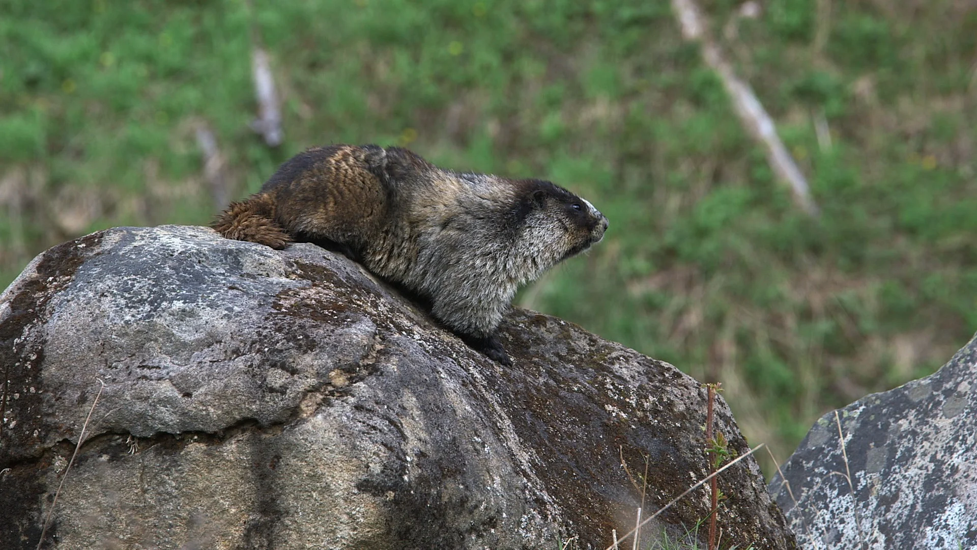 #39 Hoary Marmot watching for danger