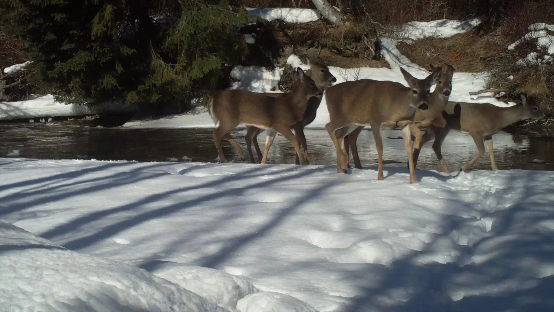 #48 White-tailed Deer leaving the creek