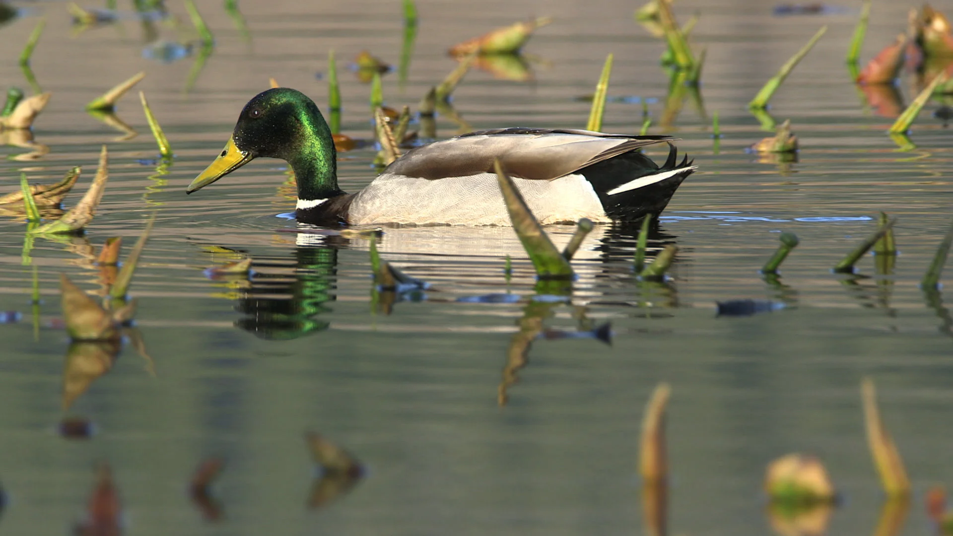 #59 Drake mallard duck