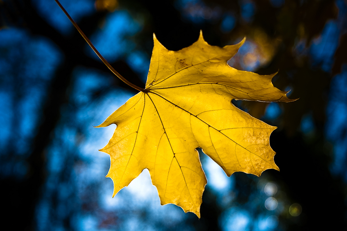Mellow Yellow by John Altdorfer