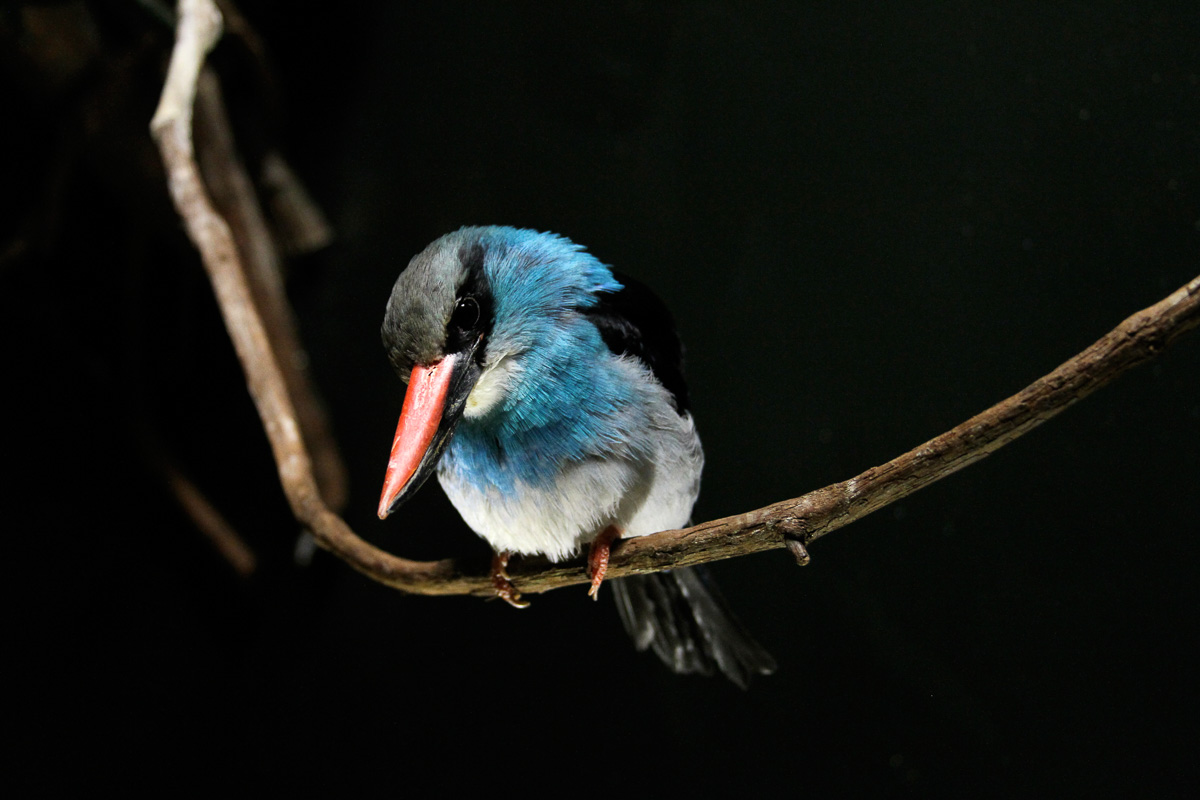 Blue-breasted Kingfisher by Maria Mangano