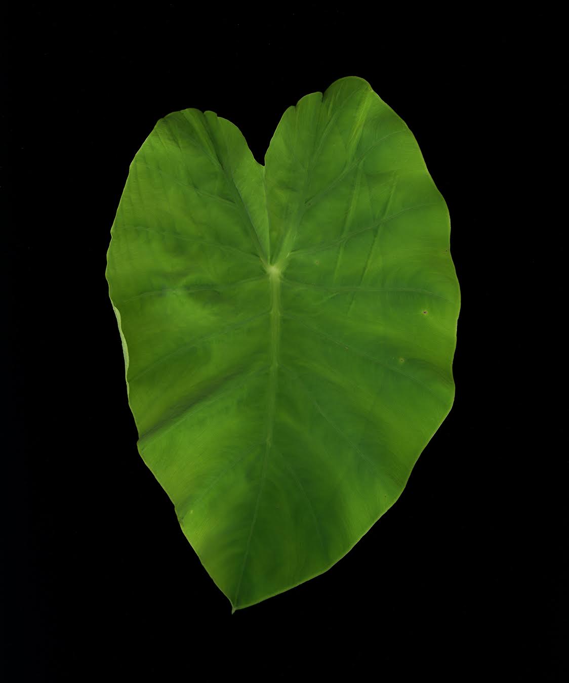 Elephant Ear #1, 2014 by Sue Abramson