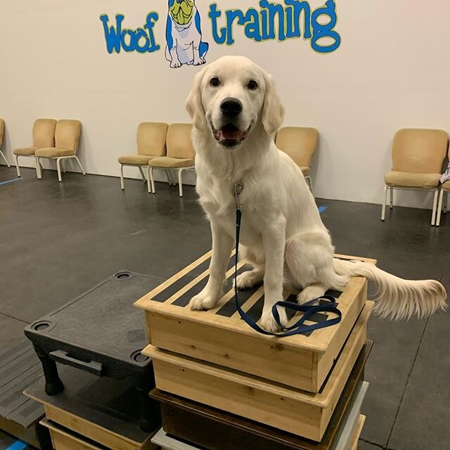 It&rsquo;s time for new group classes! There are a few spots left in each class. Please message us for more information. 
Saturday February 29th: Puppy Class at 9:30 am and Basic Obedience at 11 am.  #wooftraining 
Tuesday March 3th Basic Obedience a