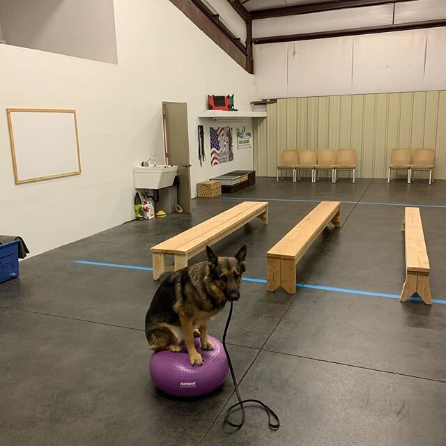 Warming up Cena before class starts.  #fitpaws #balance #dogtraining #woof #germanshepherd #wooftraining #dog